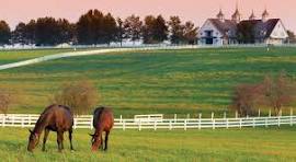Queen Creek Realty & Luxury Real Estate | Queen Creek Homes 11 Equestrian properties, horse ranches, and acreage with stables for sale in Queen Creek Arizona